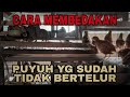 CARA MEMBEDAKAN PUYUH YG SUDAH TIDAR BERTELUR #puyuh