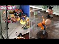 【daisoのケース購入】ディスプレイしてみた！ ドラゴンボール ドラゴンボールフィギュア フィギュア ダイソー アクリルケース