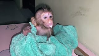 P😥0R NEWBORN BABY MONKEY