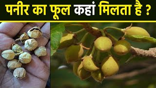 पनीर का फूल कहां मिलता है | पनीर का फूल क्या है | Paneer Ka Phool Benefits In Hindi | Boldsky