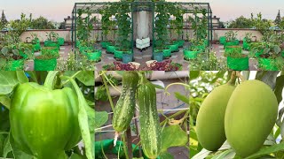 Overview Video Of My Rooftop Fruits And Vegetable Garden // Terrace Garden Tour