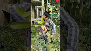 পেয়ারা গাছে প্রচুর ফুল -ফল আনতে ও গাছ ঝাঁকড়া করতে এটা অবশ্যই করূন/how to care \u0026 grow guava plants