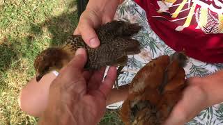 Easter Egger 4 weeks Pullet and Cockerel.