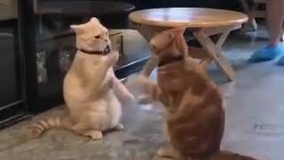 #Cat_Playing #Catlover  Aao Milo Silo Saalo playing by Cats 😂 ll funny video