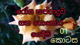 How to prune Rose plants in sinhala |රෝස මල් කප්පාදුව සහ පොහොර යෙදීම