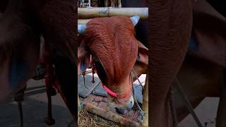 কোরবানি শাহীওয়াল ষাঁড় | Sahiwal Bull #shorts #animals  #cow #goru #গরু #cattle #agro #শাহীওয়াল