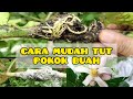 CARA MUDAH TUT POKOK - little kebun