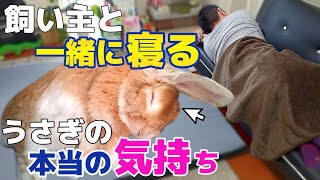 うさぎが飼い主と一緒に寝るときの気持ち