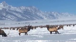 That is one large herd of Elk!