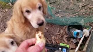 自然薯（山芋）を食べるゴールデンレトリバー　2017年3月9日