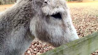 THE HAPPIEST DONKEY EVER