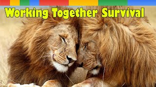 Lion Pride 2024 - Working Together To Survival  National Geographic Documentary HD