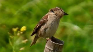 ニュウナイスズメ（1）繁殖地と越冬地 - Cinnamon Sparrow / Russet Sparrow - Wild Bird - 野鳥 動画図鑑