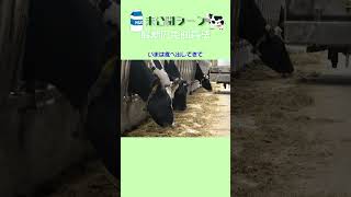 [Trivia] The latest in cow breeding... #Hokkaido #Tokachi #ranch #milk #unreleasedscenes