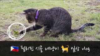 필리핀시골일상 / 네냥이일상 / 마당에서 메뚜기 잡고 노는 시골 냥이들 / VLOG