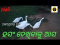 କଥା କହୁଛି ହଂସ duck swopna sagar tv