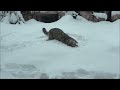 ふかふかの雪が大好きです（円山動物園　ユキヒョウのシジム）~snow leopards love soft fluffy snow.~