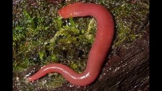 Unveiling Malaysia's Hidden Leech Mystery! VEED