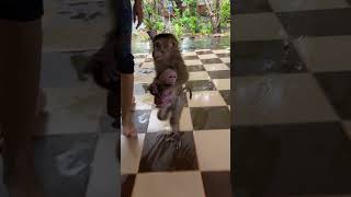 good monkey jenny take baby chichi go in the room