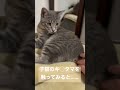 子猫のタマタマを触ってたらブチギレられた……