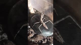 Praying mantis drinking water on the rocks