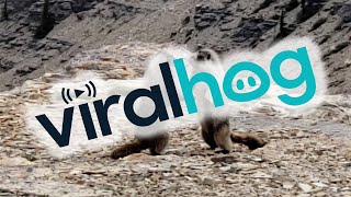 Two Marmots Tangle on Mountain Top || ViralHog