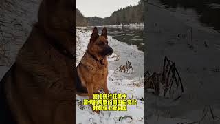 毛孩子时刻保卫着祖国为毛孩子点赞警犬 德牧 工作犬毛孩子