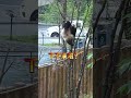 adorable panda mischief and destruction 大熊猫的顽皮有多可爱 panda cute animals baby pandalove