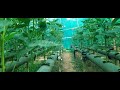 hydroponic capsigam farming in odisha ବିନା ମାଟିରେ ଶିମିଳା ମିଚି ଚାଷ