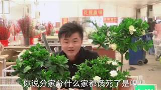 【老花医】栀子花发蔫掉苞？记住这几点，方法真是高