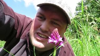 My Norfolk Orchid Hunt (Part 11) Pyramidal Orchid