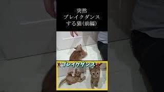 【ウチの子は天才かも】突然ブレイクダンスしだす子猫がこちら🎶🕺(前編)【保護猫茶トラ子猫】 #shorts