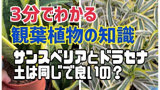 [植え替え]サンスベリアとドラセナ。土は同じで良いの？