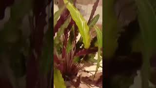 Kalatya çiçeği#Calathea folowers #Dua çiçeği