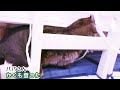 ボス猫に新入り猫が猫パンチ