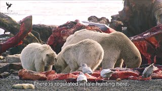 Polar bear family feeding on a huge dead whale | Nature: American Arctic