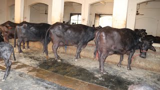 मूर्राह भैंसे बिक्री के लिए उपलब्द. Buffaloes For Sale at  Sansaniwal Dairy Farm