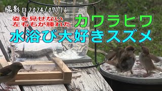 今回は２本分のボリューム！姿を見せない左ももが腫れたカワラヒワさん、バードバスで大騒ぎのスズメさん達【大人のお庭野鳥観察】