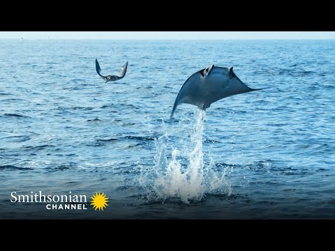 Can eagle ray be eaten?