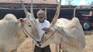 ಹೆಗಡಿ ಕೊಪ್ಪಲು ಸ್ವಾಮಿಗೌಡರ  ಒಂದು ಲಕ್ಷದ ನಲವತ್ತು ಸಾವಿರ  ಬೆಲೆಯ ಹಳ್ಳಿಕಾರ್ ಎತ್ತುಗಳು