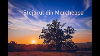 Batranul Carpatilor/Stejarul din Mercheasa-The Oldest Tree-900Year - Filmare Drona Dji mini 3 4K HDR