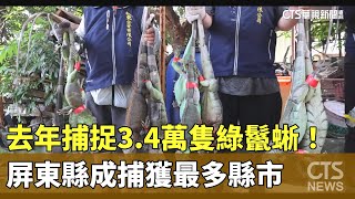 去年捕捉3.4萬隻綠鬣蜥！　屏東縣成捕獲最多縣市｜華視新聞 20241230@CtsTw