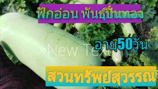 ฟักอ่อน พันธุ์ปิ่นทอง อายุ50วัน