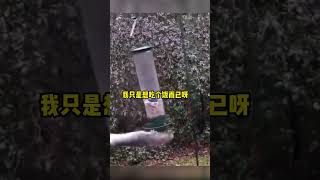 【钮祜禄安舒】妈妈今晚我就要远航!