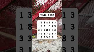 Observation Visual Test: 5 Seconds For You To Spot 1383. Try Your Skills!  #search #puzzle #shorts