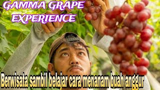 GAMMA GRAPE EXPERIENCE,BERWISATA SAMBIL BELAJAR CARA MENANAM ANGGUR