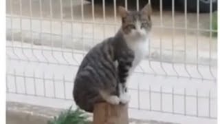 İKİ HARİKA KEDİ BİRİ KUŞ BİRİ HARİKA GÖZLER