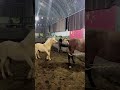 beautiful horse is having fun together 2023