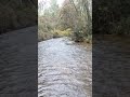 Trout Strike at my Toes! #trout #fishing #nature #troutfishing #creek #wisconsin #fish #shorts