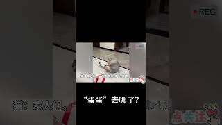 貓貓的蛋蛋去哪了/猫猫：铃铛它去哪儿啦？猫咪在做完绝育手术之后...#搞笑 #宠物 #宠物生活 #猫咪 #猫猫小可爱 #猫猫  #貓咪 #貓咪日常 #寵物 #萌寵 #寵物貓咪特輯 #貓貓 #貓貓日常